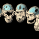 Endocasts of the five 1.8-million-year-old crania from Dmanisi.